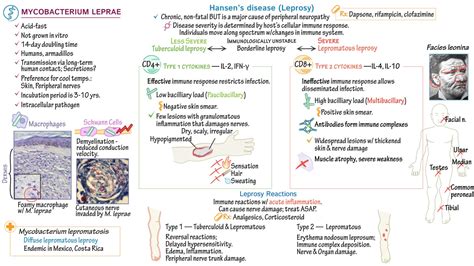 Mycobacterium Leprae Video Anatomy Definition Osmosis 46 OFF