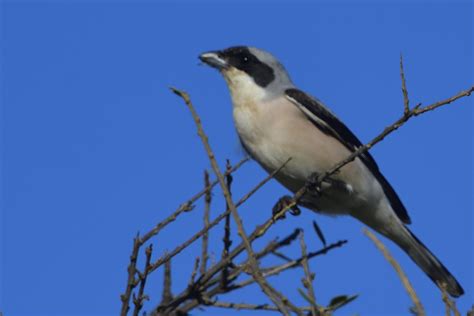 Lesser Grey Shrike Holmen Birding Safaris