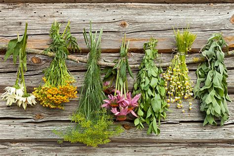 Drying Herbs Stock Photos Pictures And Royalty Free Images Istock