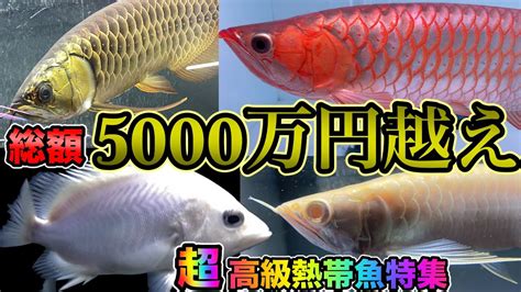 アロワナyoutube最長特集『超高級熱帯魚』in ピンポイント 紅龍から金龍 特殊熱帯魚まで値段も全てご紹介！twitterで大人気アジア