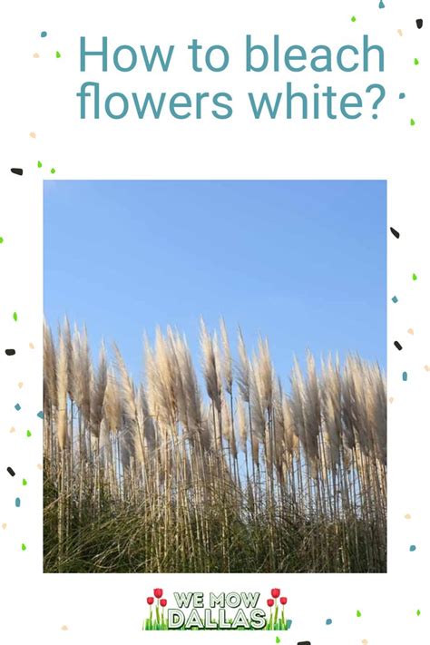 How To Bleach Flowers White Pampas Grass Lawn And Landscape Spring Lawn Care