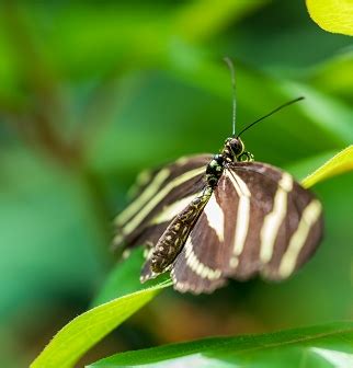 Butterfly Forest | Phipps Conservatory and Botanical Gardens ...