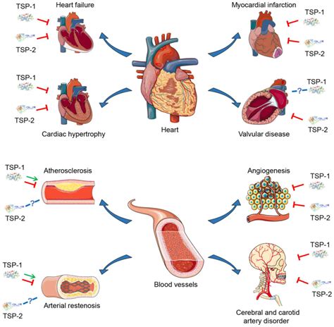 Lpa Contributes To Vascular Endothelium Homeostasis And Off