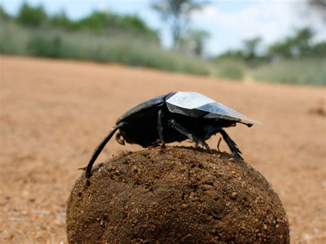 Dung Beetles And Ball Rolling Star Light Star Bright Science Storiented