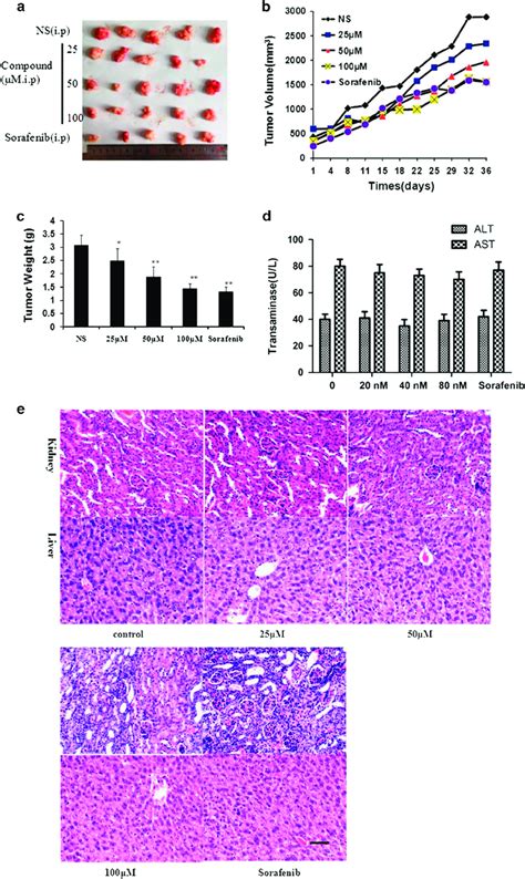 Title Compound Significantly Delays Smmc 7721 Tumor Growth A Download Scientific Diagram