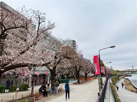 台東区公園課（taito Park） On Twitter 🌸サクラ開花情報🌸 3月29日現在、隅田公園のソメイヨシノは、 7分咲きです