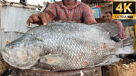 Koduva Fish Cutting Video Fishcuttingrs Fishcuttingrs Fish Kasimedu