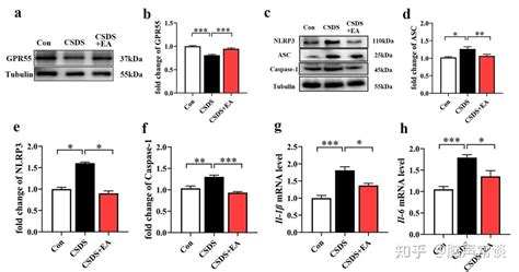 复旦大学俞瑾团队揭示gpr55对csds模型小鼠海马神经炎症和成熟神经发生障碍的神经保护作用 知乎
