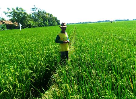 Baru Ribu Hektare Sawah Masuk Musim Tanam Pasundan Ekspres