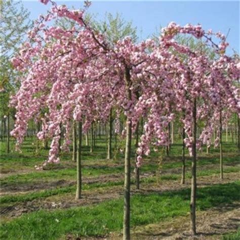 PRUNUS serrulata Kiku Shidare Zakura Pépinières Le Lestin