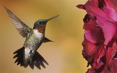 Flowers Birds Animals Hummingbirds Wallpapers Hd Desktop And