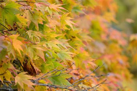 Japanese Maple Acer Japonicum Stock Photo - Image of color, growth ...