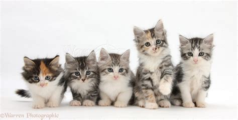 Five Maine Coon Cross Kittens 7 Weeks Old Photo Wp26909