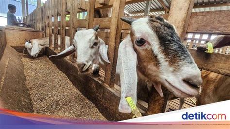 Apa Perbedaan Kambing Dan Domba Ternyata Bagian Ini