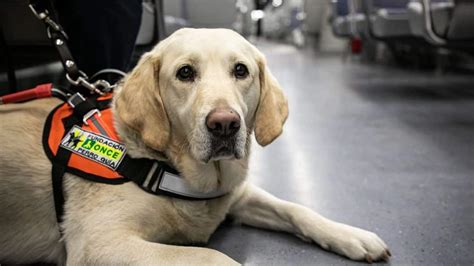 D A Internacional Del Perro Gu A De Abril