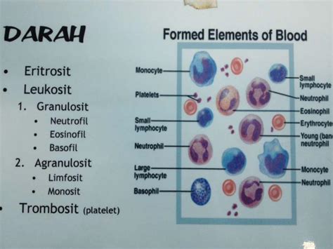 PDF Hemato Histologi 1 DOKUMEN TIPS