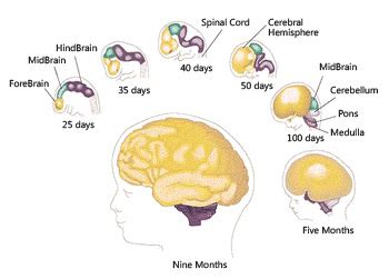 child brain development scientific fingerprint analysis test