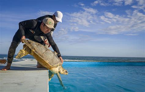 Devuelven Once Tortugas Al Mar De Hainan