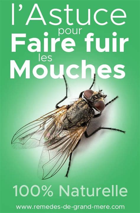 13 Astuces Anti Mouche Naturelles et Efficaces Remèdes de Grand Mère