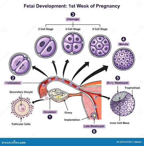 Ovulation Fertilization Implantation Of Blastocyst In The Uterine