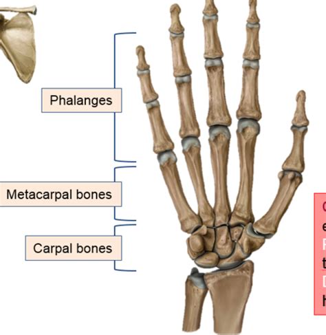 Upper Limb Flashcards Quizlet