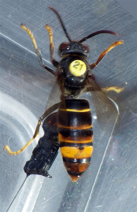 Scientists Counter Asian Hornet Threat Using Insect Size Radio Trackers