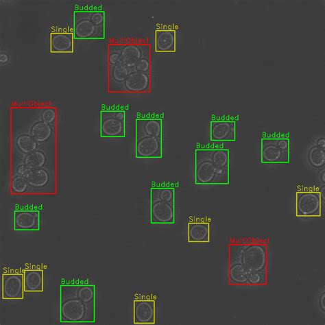 Yeast Cell Segmentation And Classification Mitodynamics © 2023 The Johns Hopkins University