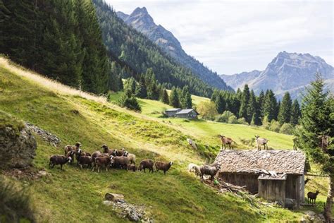 Feines Vom Steinschaf Vorarlberger Nachrichten VN At