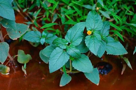 Agri O Bravo O Que Benef Cios E Como Usar Cura Natural