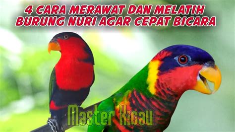 4 Cara Merawat Dan Melatih Burung Nuri Agar Cepat Bicara Nuri Kepala