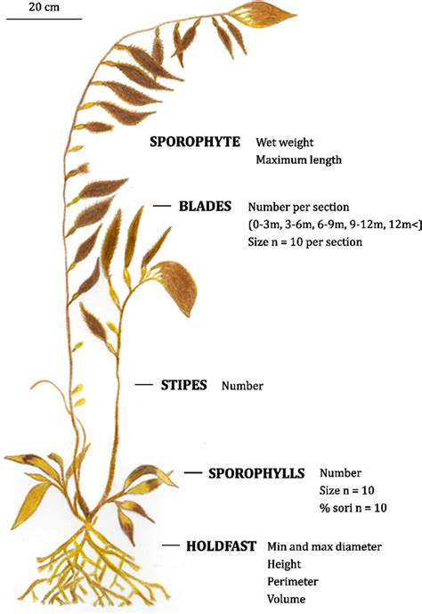 Morphometric Parameters Measured For Giant Kelp Macrocystis Pyrifera