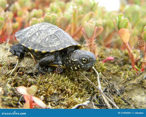 Baby Turtle Stock Image Image Of Turtle Wildlife Wild 31896001