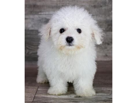 Puppy White Id223323 Located At Petland Lake Louis Fenton