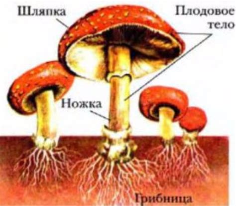 Что такое мицелий (грибница) и как его вырастить