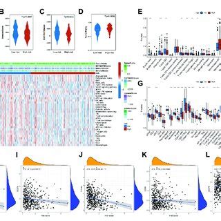 Immune Cells Infiltration And Functional Analysis A D The Analysis