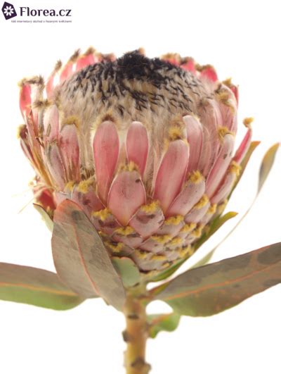 Protea Magnifica 40cm