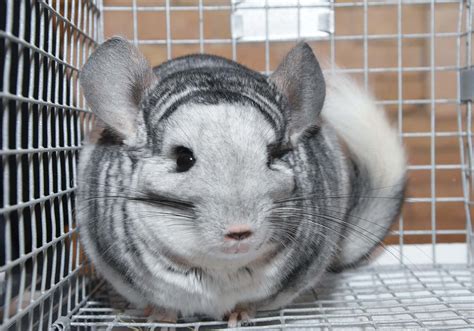 Chinchilla Farm