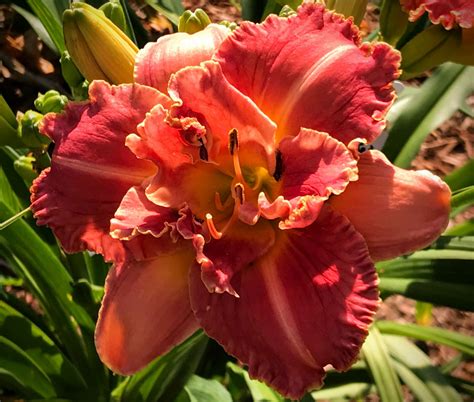 Royal Carnelian Daylily Dooley Gardens