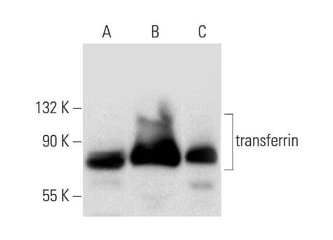 Transferrin E Scbt Santa Cruz Biotechnology