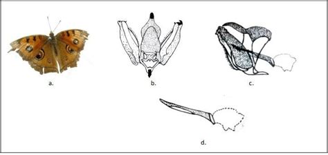 a. Showing Junonia almana, b. showing male genitalia of Junonia almanac... | Download Scientific ...