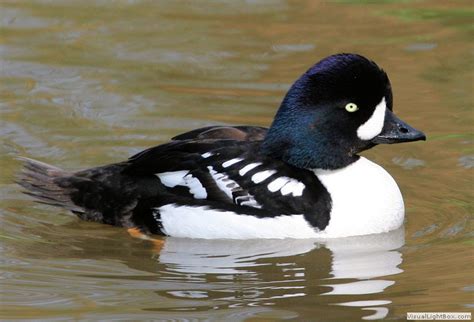 Identify North American Ducks Identify North American Ducks