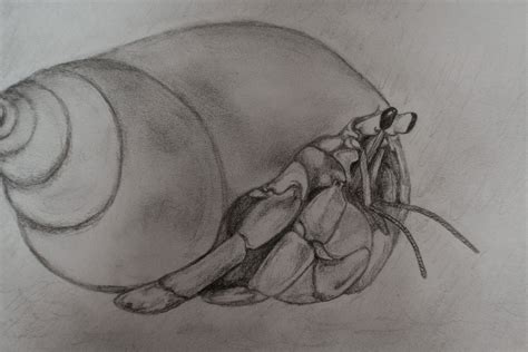 Realistic Hermit Crab Drawing