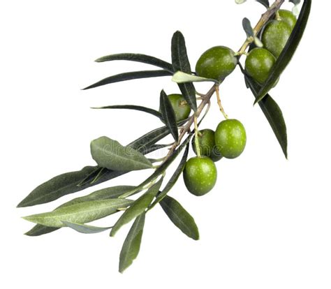 Olive Branch Stock Photo Image Of Isolated Natural 24399376