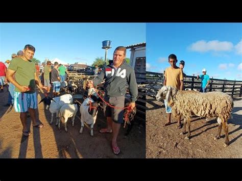 Feira De Caprinos E Ovinos De F Lha Mi Da Alagoas Nordeste