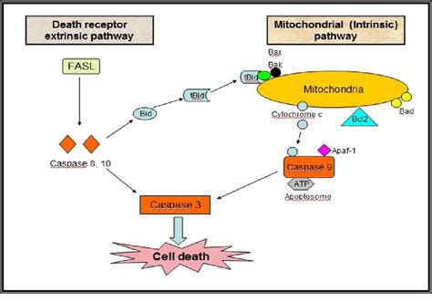 Bcl 2 Pathway