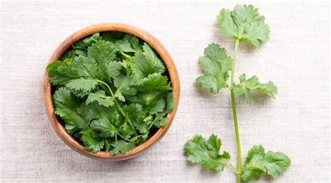 how to know if cilantro is bad