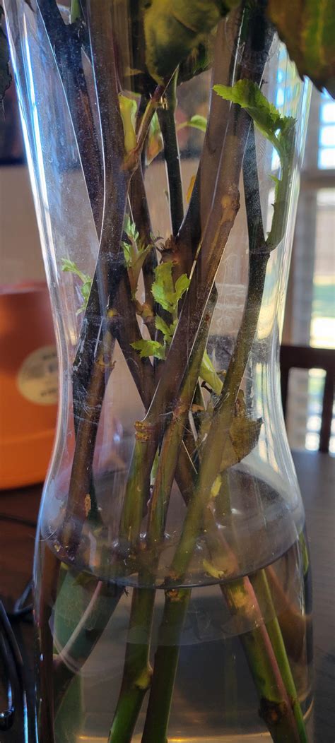 I’ve received questions about my prop growing techniques, so here’s one