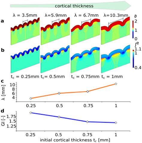 Effect Of Initial Cortical Thickness On Surface Morphology Sensitivity