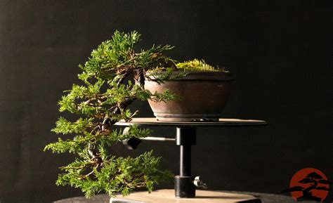 The School Of Bonsai Year 1