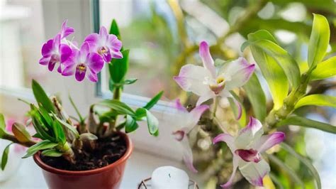 Comment Cultiver Les Orchid Es Bambou Les Jardiniers Vous R V Lent